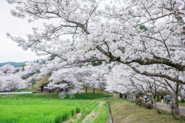 Izumi Shikibu Park, Kashima, Saga, Japonya 'daki pirinç çiftliğinde kiraz ağacının beyaz sakura çiçeği. Özellikle de bahar mevsiminde..
