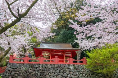 Çift, ilkbaharda güzel pembe çiçek açan kiraz ağacı sakurasıyla Yutoku Inari müzesini ziyaret eder, Kashima, Saga, Japonya, Japonya. İşte Kyoto Fushimi Inari ve Aichi Toyokawa ile ünlü Inari türbeleri..
