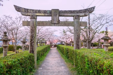 Pembe sakura çiçekli Torii kapısı ve Japonya, Kashima, Saga 'daki Asahigaoka parkındaki bahçe tünelinde ışık. Hanami 'nin ünlü seyahat yeri akşam yemeğinde kiraz tüneli ağacında..