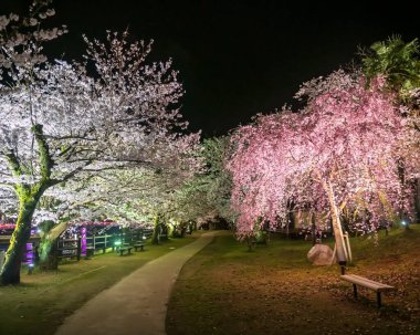 Ureshino Onsen Park, Saga, Kyushu, Japonya 'da gece beyaz ve pembe kiraz ağaçlarından oluşan Sakura çiçek tüneli aydınlanır. Kaplıcalarda kaplıcalara ünlü bir seyahat yeri..