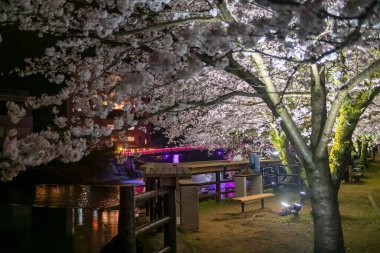 Yaşlı Japon adam Ureshino Onsen Parkı 'nda sakura ve kırmızı köprüyle dinleniyor, Saga, Kyushu, Japonya. Kaplıca için kaplıcaları olan ünlü bir seyahat yeri. Spa için ünlü seyahat yeri