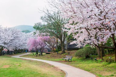 Japonya 'nın Ureshino onsen parkında ilkbaharda Kiraz Ağacı Tüneli' nin renkli sakura çiçeği. Kaplıcalarda kaplıcalara ünlü bir seyahat yeri..