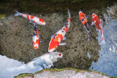 Colored koi fish swim along water passage of roadside at Koi no Mizube Michi or carp Street, Shimabara, Nagasaki, Japan. Famous travel destination to see carp swim in clear drain water along town. clipart
