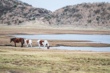 horse drink water at pond in Kusasenri prairie observation, Aso Kuju National Park, Kumamoto Prefecture, Kyushu, Japan. Famous travel destination to view eruption of largest active volcano mountain. clipart