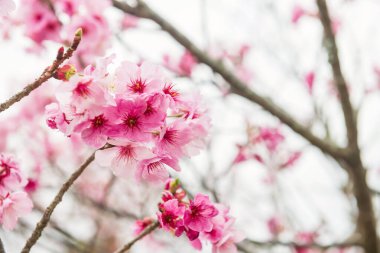 Aso Dağı, Kumamoto, Kyushu, Japonya 'da Issingyo no Oozakura' daki kiraz ağacının kawazu pembe sakura çiçeği..