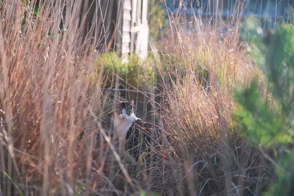 stock image Adorable stray tabby cat in meadow at sunset at Hell valley Jigoku at Mount Unzen by Shimabara city, Nagasaki, Kyushu, Japan.