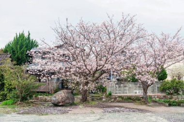 Japon eviyle birlikte Yanagawa, Fukuoka, Japonya 'da beyaz kiraz ağacı çiçeği..