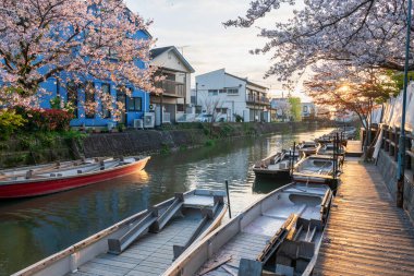 Günbatımında Yanagawa Punting Kanko Kaihatsu, Fukuoka, Kyushu, Japonya 'da turist tekneleri ve kiraz çiçekleri. Nehir boyunca gezmek ve gezmek için ünlü bir seyahat yeri..