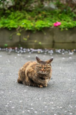 Tekir sarısı şirin kedi portresi. Baharda, Japonya, Fukuoka 'da, yaya yolunda düşen beyaz sakura çiçeği. Sevimli hayvan.