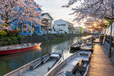 tourist boats and sakura cherry blossom along river in Yanagawa Punting Kanko Kaihatsu at sunset, Fukuoka, Kyushu, Japan. Famous travel destination to cruising and sightseeing along river. clipart