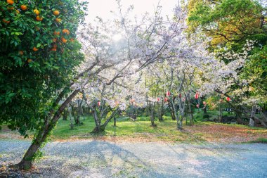 Mihashira Tapınağı, Yanagawa, Fukuoka, Kyushu, Japonya 'daki bahçenin gün batımı ışığına karşı beyaz kiraz çiçeği ve portakal ağacı. Nehir boyunca gezmek ve gezmek için ünlü bir seyahat yeri..