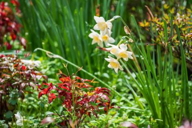 Bahar Parkı 'ndaki Japon botanik bahçesinde nergis gümüşü çanları ya da narsisus çiçekleri.