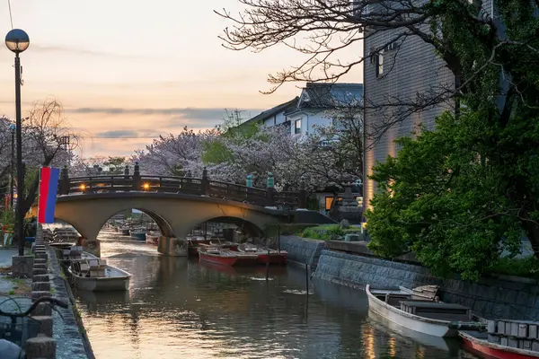 stock image tourist boats and sakura cherry blossom at bridge to Mihashira Shrine in Yanagawa Punting Kanko Kaihatsu river at sunset, Fukuoka, Kyushu, Japan. Famous travel destination to cruising and sightseeing along river.