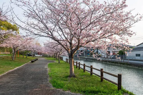 Pembe kiraz ağacı sakura Yanagawa nehrinin kıyısında güzel bir bahçede güneş doğarken, Fukuoka, Kyushu, Japonya.