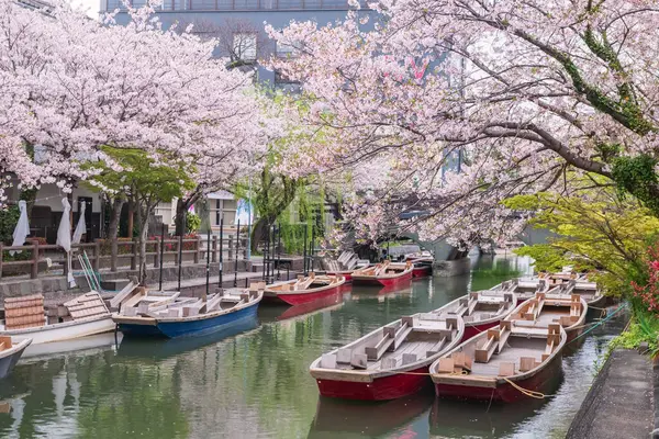 stock image tourist boats and pink sakura cherry blossom by river with bridge to Mihashira Shrine at Yanagawa Punting Kanko Kaihatsu , Fukuoka, Kyushu, Japan. Famous travel to cruising and sightseeing along river