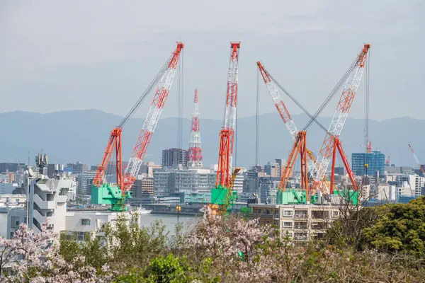 Japonya, Kyushu 'daki Hataka Fukuoka limanında deniz kenarında vişne çiçeği olan vinç yapımı. En büyük uzanan Buda heykelini ziyaret etmek için ünlü seyahat yeri..