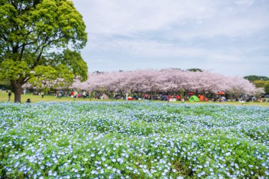 Bebek mavisi gözler çiçek, bulanık insanların olduğu Nemophila Uminonakamichi Park, Fukuoka, Japonya 'da kiraz çiçeğinin tadını çıkarır. Eğlence parkını ya da mevsimlik bahçeyi ziyaret etmek için ünlü bir seyahat yeri