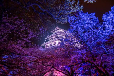 Sakura ağacının kiraz çiçekleri renkli ışık saçıyor ve Fukuoka Kalesi Maizuru Parkı, Fukuoka, Kyushu, Japonya 'daki illüzyonları yıkıyor. Baharda Aydınlatma Bahçesi 'ni görmek için ünlü bir seyahat yeri