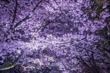 Sakura ağacının kiraz çiçeği tüneli Maizuru Parkı, Fukuoka, Kyushu, Japonya 'da ışıldıyor. Bahar mevsiminde akşam vakti Aydınlatma kalesini ve bahçesini görmek için ünlü bir seyahat noktası..