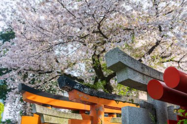 Baharda Kushida Tapınağı 'nda, Fukuoka, Kyushu, Japonya' da kiraz çiçekli Torii kapısı. Hakata kasabasındaki güzel Budist mimarisini görmek için ünlü seyahat merkezi..