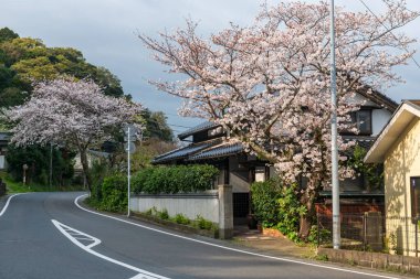 Japon evindeki sakura ağacının pembe kiraz çiçeği. Yokuş yukarı caddede gün doğumu ışığı, Karatsu, Saga, Japonya..