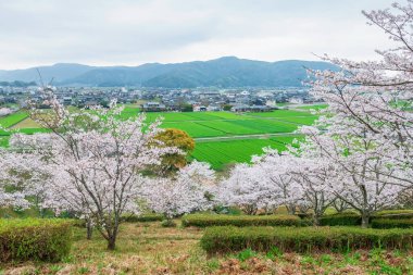 Top view cityscape of Kashima rice farm, house, and white cherry blossom tree from Izumi Shikibu Park, Saga, Japan. Famous travel destination especially in spring season.
