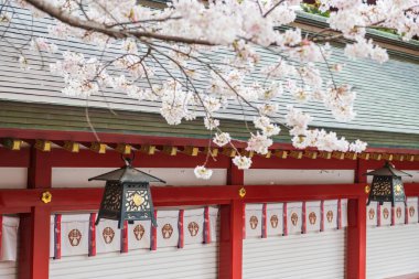 Temple architecture with hanging lamp against blur pink sakura blossom of cherry tree in Yutoku Inari Shrine at spring, Kashima, Saga, Japan. Famous Inari with Fushimi in Kyoto and Toyokawa in Aichi. clipart