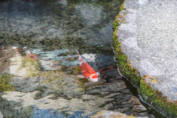 stock image One carp fish swim along water passage roadside at Koi no Mizube Michi street, Shimabara, Nagasaki, Japan. Famous travel destination to see carp swim in clear drain water along town.