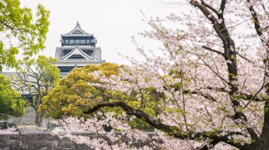 Japonya 'nın Kyushu şehrinde ilkbaharda kiraz ağacı çiçek açan Kumamoto şatosu. Ünlü seyahat yeri ve tatilci.