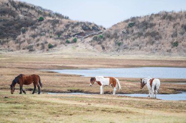 Aso Kuju Ulusal Parkı, Kumamoto Bölgesi, Kyushu, Japonya 'da Kusasenri ovasında göl kenarında üç at gözlemlendi. En büyük aktif volkan dağının patlamasını izlemek için ünlü bir seyahat noktası..