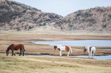 3 horses on meadow by pond in Kusasenri prairie observation, Aso Kuju National Park, Kumamoto Prefecture, Kyushu, Japan. Famous travel destination to view eruption of largest active volcano mountain. clipart