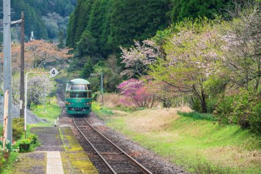 Hita, Japonya - 4 Nisan 2024: Yufuin No Mori yeşil treni Bungo Nakagawa istasyonundan geçiyor ve baharda kiraz ağacı çiçek açıyor. Hakata Fukuoka istasyonundan Yufuin 'e motor nakli.