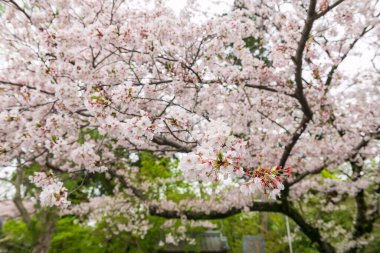 Bahar mevsiminde Nyoirinji Tapınağı 'nın girişinde, Ogori, Fukuoka, Japonya, Sakura ağacının beyaz kiraz çiçeği. Burada Kaeru dera olarak bilinen kurbağa heykelciği ile ünlü, resmi adı Seieizan Nyoirin-ji..