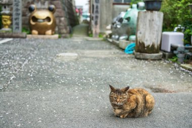 Tekir sarısı şirin kedi portresi ve baharda yaya yolunda düşen beyaz kiraz sakura ve bulanık kurbağa heykelleri, Nyoirinji Tapınağı, Ogori, Fukuoka, Japonya. Ünlü seyahat noktasında sevimli bir hayvan..