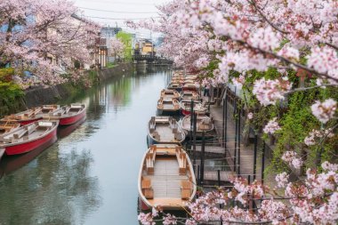 Suigo Nehri 'ndeki turist teknelerinin ve Yanagawa Punting Kanko Kaihatsu, Fukuoka, Japonya' daki kiraz çiçeklerinin manzarası. Gezmek ve şehri gezmek için ünlü bir seyahat..