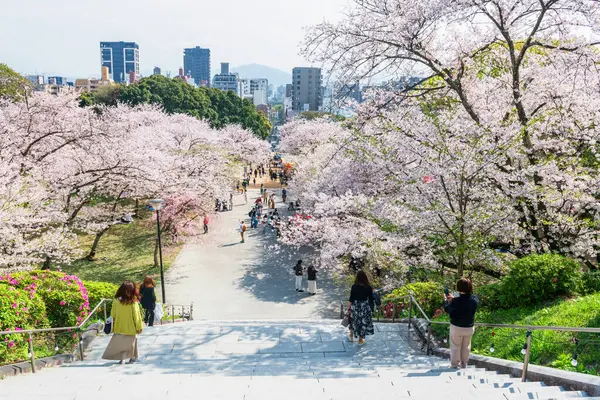 stock image Rear of Japanese people walk downhill on hilltop park with beautiful sakura blooming tunnel and Fukuoka city view at Nishi park, Kyushu, Japan. 1 of the 100 best cherry blossom viewing Spots in Japan