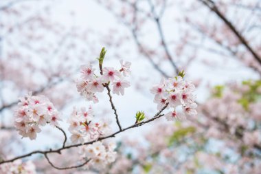 Baharda Uminonakamichi Sahil Parkı 'nda, Fukuoka, Kyushu, Japonya' da kiraz çiçeği açan beyaz sakura ağacı dalı. Eğlence parkını, mevsimlik çiçekleri ziyaret etmek için ünlü bisiklet durağı.