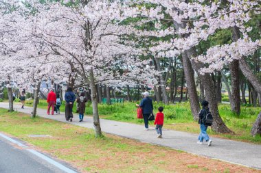 Japon ailesi Japonya 'nın Fukuoka kentinde baharda Uminonakamichi Sahil Parkı' nda kiraz ağacı tünelinde yürüyor. Eğlence parkının, havuzun, mevsimlik çiçeklerin ünlü seyahat yeri