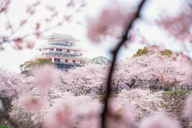 Japonya, Fukuoka 'daki Maizuru parkında pembe kiraz çiçeği tüneli. Aydınlatma kalesini ve baharda çiçek açan bahçeyi görmek için ünlü bir seyahat yeri..