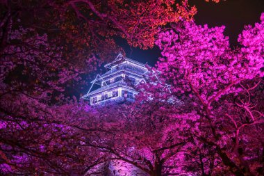 Pink cherry sakura tree light up and Fukuoka Castle ruins Illusions at Maizuru park, Fukuoka, Kyushu, Japan. Famous travel destination for Illumination garden at night in spring season. clipart