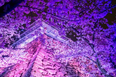 Cherry sakura tunnel and Fukuoka Castle ruins light up Illusions at Maizuru park, Fukuoka, Kyushu, Japan. Famous travel destination for Illumination garden at night in spring season. clipart