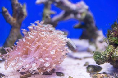 Japon akvaryumunda suyun altında akan pembe goniopora mercan kolonisi..