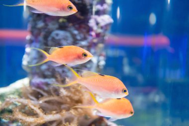 Gül pembesi tatlı su grubu Japon akvaryumunda mavi sularda yüzüyor.