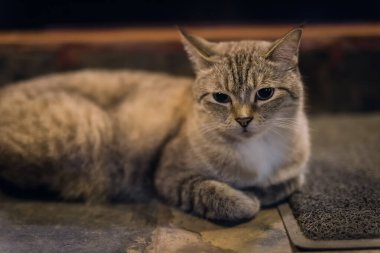 Tekir gri kedinin portresi otur ve kameraya bak. Yavru kedi evde. İnsan en iyi arkadaşı.
