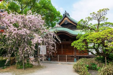 İlkbaharda kiraz çiçekli Tochoji Tapınağı Fukuoka, Kyushu, Japonya. Hakata kasabasındaki güzel Budist mimarisini görmek için ünlü seyahat merkezi..