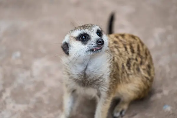 stock image Portrait of meerkat looking at somthing in natural dirt meadow.