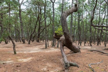 Japonya, Saga, Karatsu 'daki Pine Ormanı' nın doğal manzarası veya Niji no Matsubara Korusu. Deniz kıyısındaki ünlü seyahat yeri..