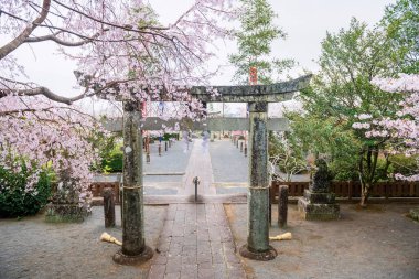 Asahigaoka parkının yanındaki Matsukage Tapınağı 'nda pembe sakura çiçekli Torii kapısı, Kashima, Saga, Japonya. Japonca 'Matsukage Tapınağı' anlamına gelir..