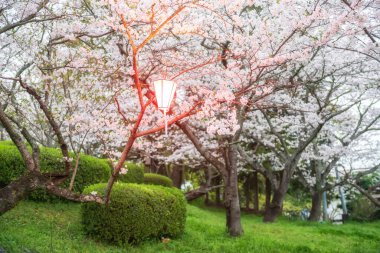 Asahigaoka Park, Kashima, Saga, Japonya 'daki bahçede kiraz ağacı tünelinden beyaz sakura çiçeği ve lamba yak. Hanami 'nin ünlü seyahat yeri öğle ya da akşam yemeği için kiraz tüneli..