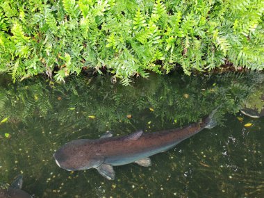 Büyük salon köpekbalığı kedi balığı, suyun yansımasıyla doğal eğreltiotu bitkisinin yanında açık havuzda yüzüyor..